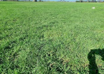 Foto 14 - Terreno agricolo Marcianise - foto 14