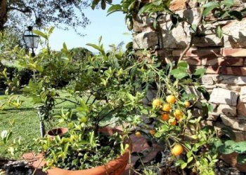 Villa Montecatini-Terme - photo 22