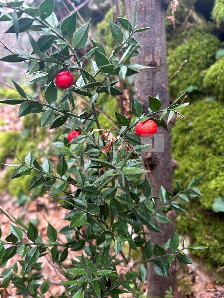 particolare1 - Terreno agricolo Piazza Mazzaretto, Longare - foto 2