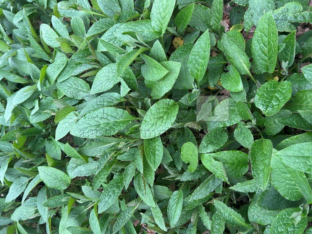 particolare2 - Terreno agricolo Piazza Mazzaretto, Longare - foto 3