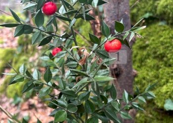 particolare1 - Terreno agricolo Piazza Mazzaretto, Longare - foto 2