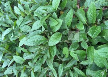 particolare2 - Terreno agricolo Piazza Mazzaretto, Longare - foto 3