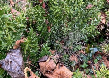particolare3 - Terreno agricolo Piazza Mazzaretto, Longare - foto 4