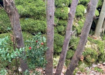 particolare4 - Terreno agricolo Piazza Mazzaretto, Longare - foto 5