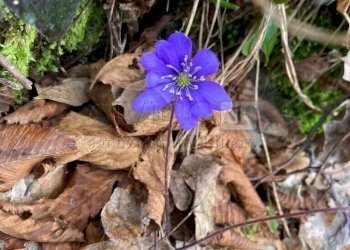 particolare5 - Terreno agricolo Piazza Mazzaretto, Longare - foto 6