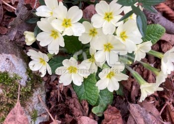 particolare6 - Terreno agricolo Piazza Mazzaretto, Longare - foto 7