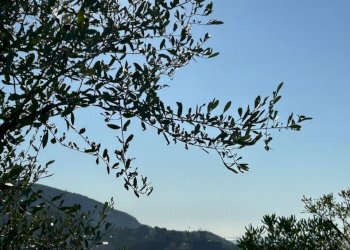 90d8c0e9-ac5e-4e9d-a444-ff8ac126b56c.jpg - Agricultural land Via Giuseppe Garibaldi 51, Lerici - photo 6