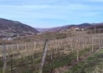 Agricultural land Canelli - photo 21