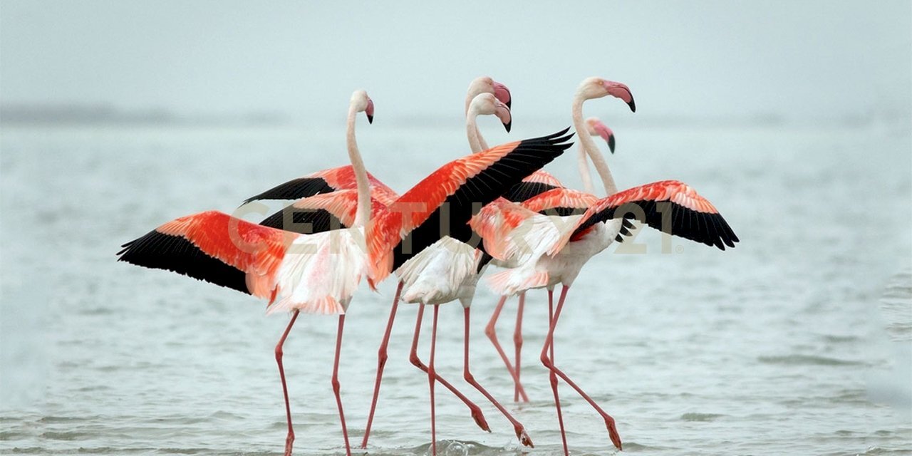 fenicotteri-rosa.jpg - Villa Contrada Granelli 5, Pachino - foto 2