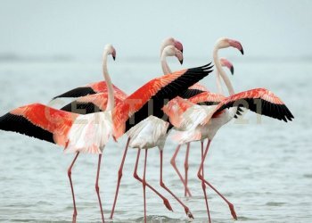 fenicotteri-rosa.jpg - Villa Contrada Granelli 5, Pachino - foto 2