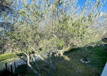 IMG_5442.jpeg - Terraced Villa Via Battinebbia, Jesi - photo 1