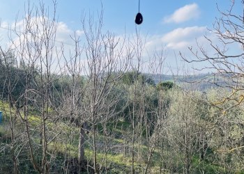 IMG_5479.jpeg - Terraced Villa Via Battinebbia, Jesi - photo 19