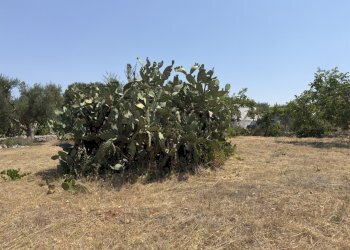 IMG_1492.jpeg - Casa indipendente contrada sorbole, Ostuni - foto 4