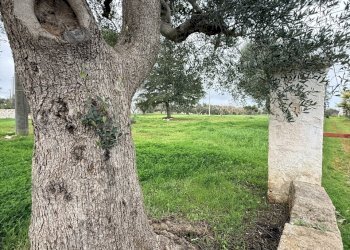 IMG_3193.JPG - Casa indipendente contrada sorbole, Ostuni - foto 9