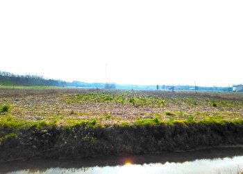 8675.1.jpg - Terreno agricolo Boara Pisani - foto 1