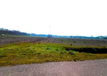 8669.1.jpg - Terreno agricolo Boara Pisani - foto 3