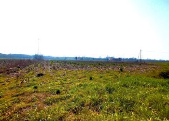 8672.1.jpg - Terreno agricolo Boara Pisani - foto 4