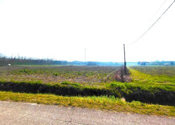 8679.1.jpg - Terreno agricolo Boara Pisani - foto 5