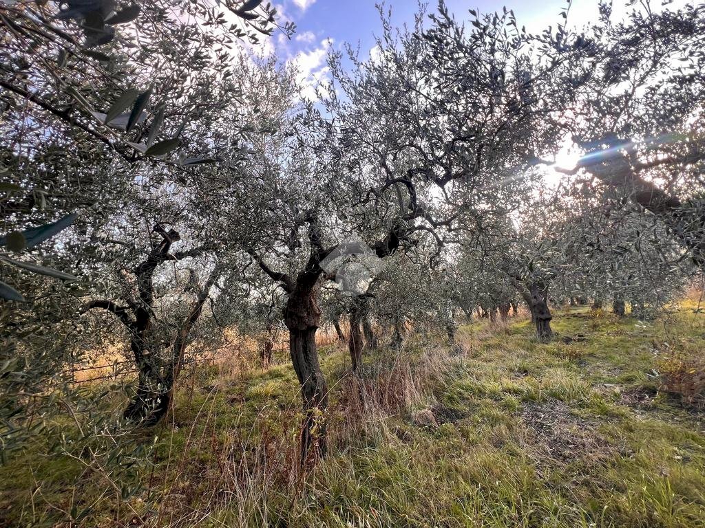Terreno agricolo Via Bracciale, Finale Ligure - foto 1