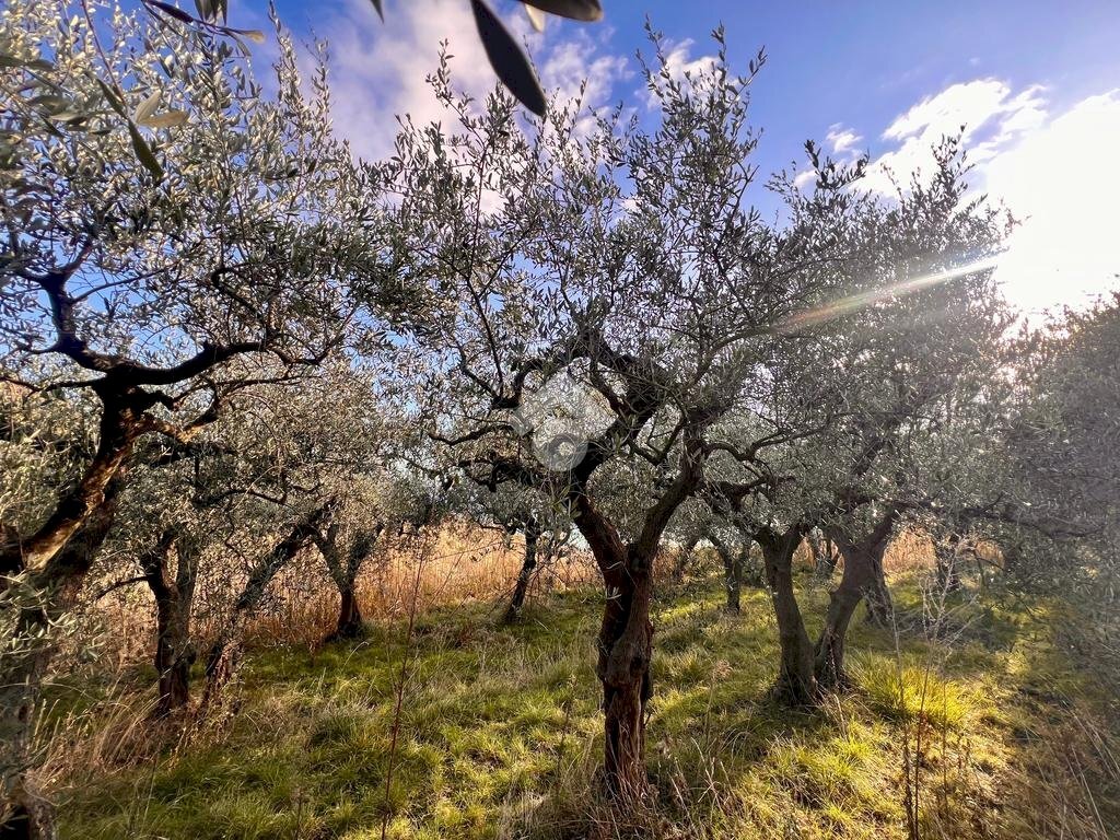 Terreno agricolo Via Bracciale, Finale Ligure - foto 2