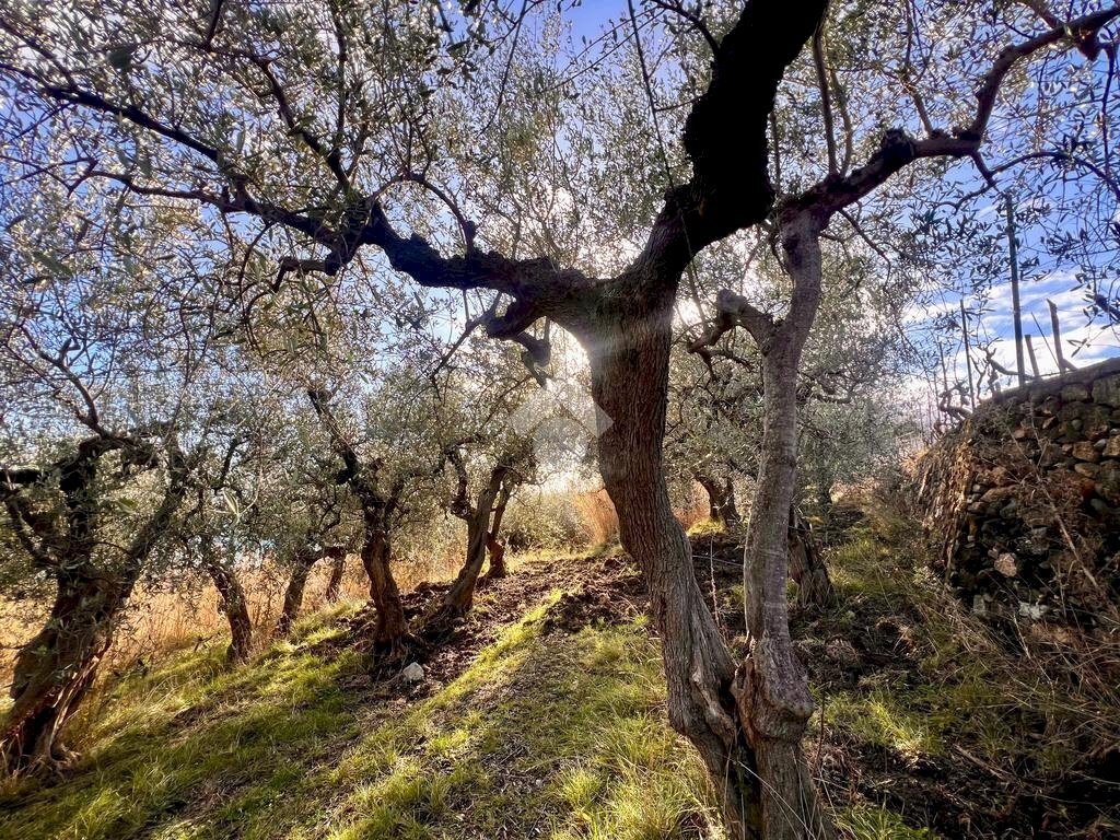 Terreno agricolo Via Bracciale, Finale Ligure - foto 3
