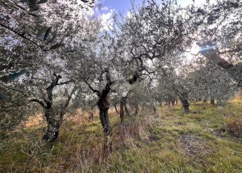 Terreno agricolo Via Bracciale, Finale Ligure - foto 1