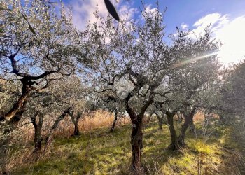 Terreno agricolo Via Bracciale, Finale Ligure - foto 2