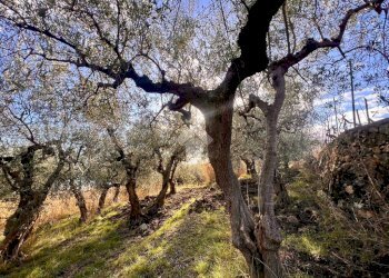Terreno agricolo Via Bracciale, Finale Ligure - foto 3