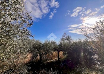 Terreno agricolo Via Bracciale, Finale Ligure - foto 4