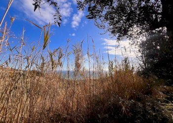 Terreno agricolo Via Bracciale, Finale Ligure - foto 5