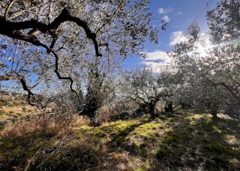 Terreno agricolo Via Bracciale, Finale Ligure - foto 6