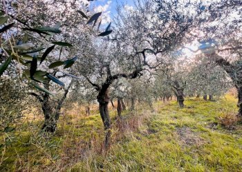 Terreno agricolo Via Bracciale, Finale Ligure - foto 8
