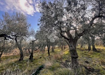Terreno agricolo Via Bracciale, Finale Ligure - foto 9