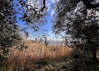 Terreno agricolo Via Bracciale, Finale Ligure - foto 10