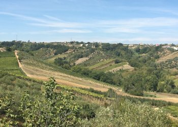 IMG_0876.JPG - Bilocale Torrevecchia Teatina - foto 12