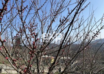 Terratetto - Terracielo Via per Colazza, Pisano - foto 22