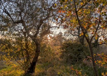 Agricultural land Località Fonnone, 3, Isernia - photo 4