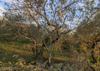 Agricultural land Località Fonnone, 3, Isernia - photo 6