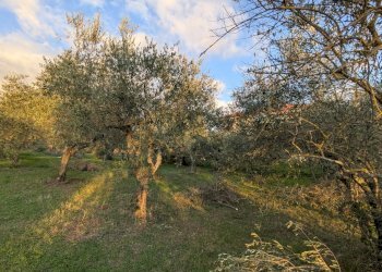 Agricultural land Località Fonnone, 3, Isernia - photo 8