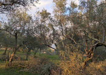 Agricultural land Località Fonnone, 3, Isernia - photo 13