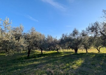 Agricultural land Contrada Salietto, Via Salietto, hamlet Salietto, Isernia - photo 7