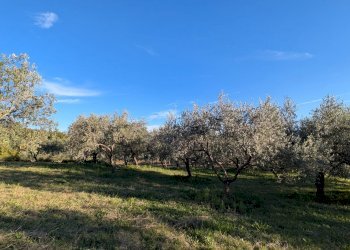 Agricultural land Contrada Salietto, Via Salietto, hamlet Salietto, Isernia - photo 9