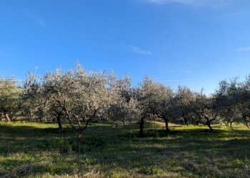 Agricultural land Contrada Salietto, Via Salietto, hamlet Salietto, Isernia - photo 10