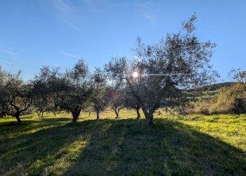 Agricultural land Contrada Salietto, Via Salietto, hamlet Salietto, Isernia - photo 11