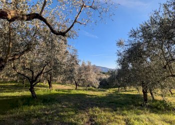 Agricultural land Contrada Salietto, Via Salietto, hamlet Salietto, Isernia - photo 12