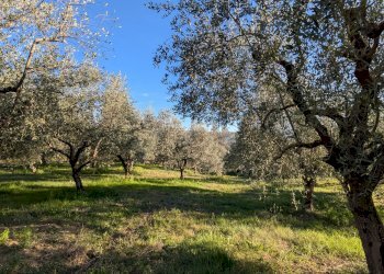 Agricultural land Contrada Salietto, Via Salietto, hamlet Salietto, Isernia - photo 14