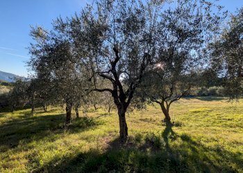 Agricultural land Contrada Salietto, Via Salietto, hamlet Salietto, Isernia - photo 15