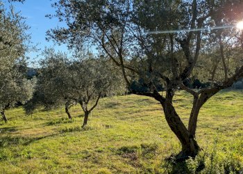 Agricultural land Contrada Salietto, Via Salietto, hamlet Salietto, Isernia - photo 18