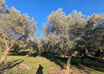 Agricultural land Contrada Salietto, Via Salietto, hamlet Salietto, Isernia - photo 20