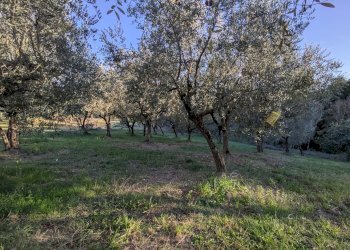 Agricultural land Contrada Salietto, Via Salietto, hamlet Salietto, Isernia - photo 22